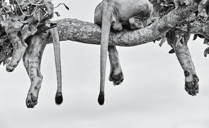 Black & White | Almost Won: "Lazy Lions' Cozy Paws" By Dvir Barkay, USA