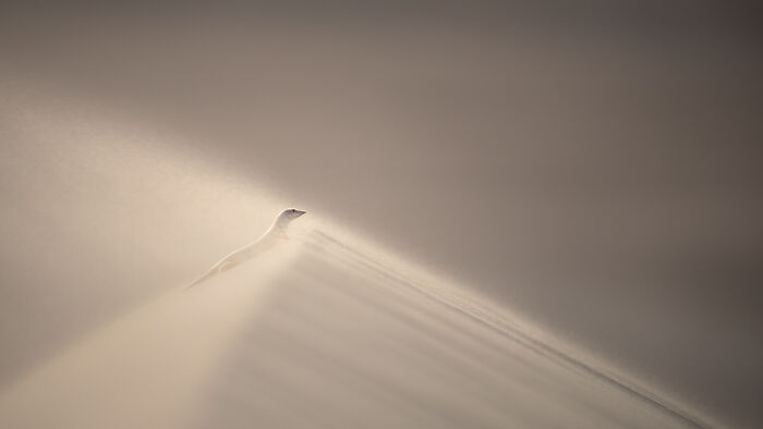 Other Animals | Almost Won: "Skink’s Dune Escape" By Phil Hall, UAE