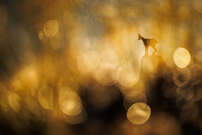 Mammals | Almost Won: "Foggy Chamois Glow" By Radomir Jakubowski, Germany