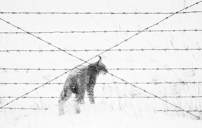 Human And Nature | Winner: "Fence Jumping Lynx" By Xingchao Zhu, China