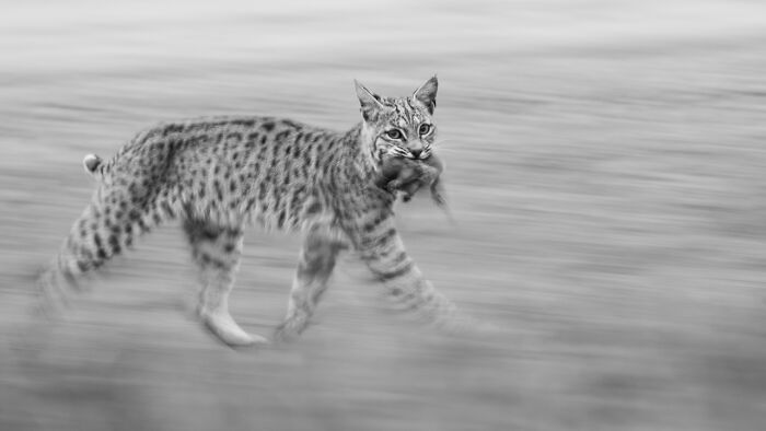 Youth | Winner: "Panning Bobcat in Motion" By Leo Dale, USA