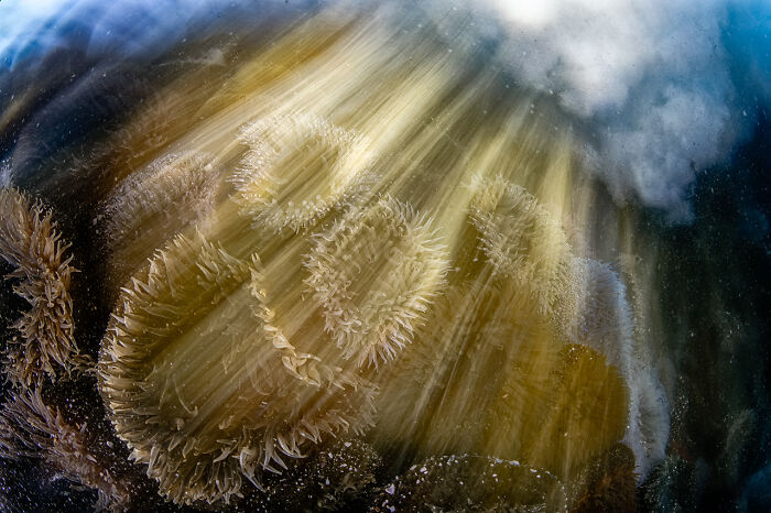 Underwater | Almost Won: "Wave Crash Anemone" By Geo Cloete, South Africa