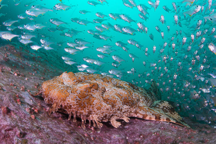 Underwater | Almost Won: "Wobbegong's Glassfish Wave" By Nicolas Remy, Australia