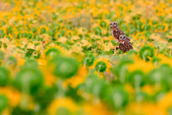 These 50 Nature Photos Are So Good They’ll Make You Say Whoa!
