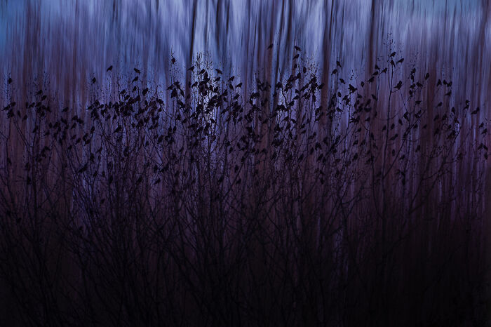 Nature Of “De Lage Landen” | Runner-Up: "Dusk Jackdaws Drama" By Mathijs Frenken, Netherlands