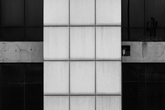 Black & White | Almost Won: "City Owl Hideout" By Sarthak Agrawal, India