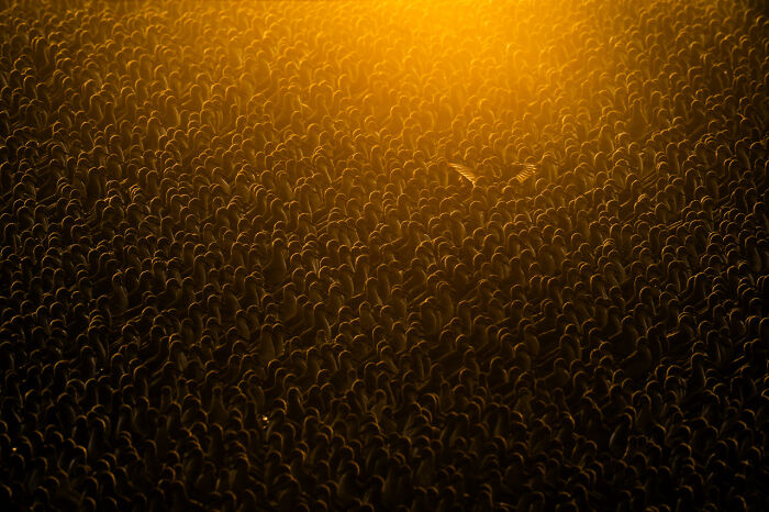 Birds | Almost Won: "Golden Knots Sunrise" By Alex Pansier, Netherlands