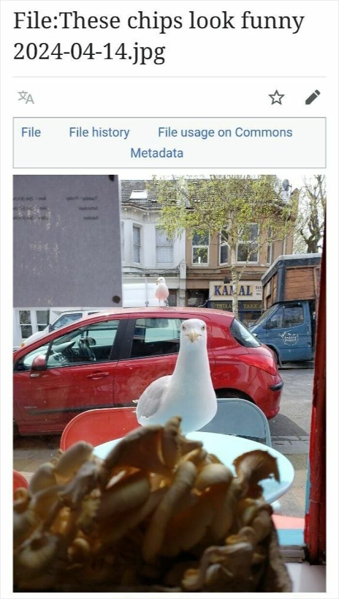 The Weirdest (and Funniest) Wikipedia Stuff You'll Wish You Knew Sooner