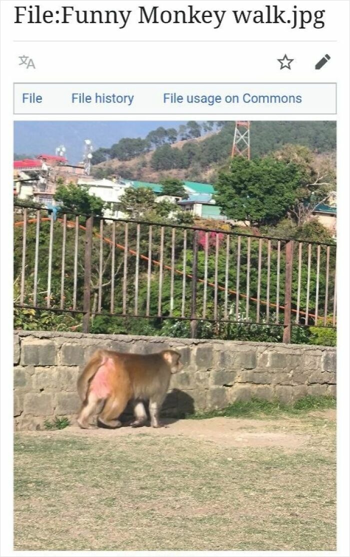 The Weirdest (and Funniest) Wikipedia Stuff You'll Wish You Knew Sooner