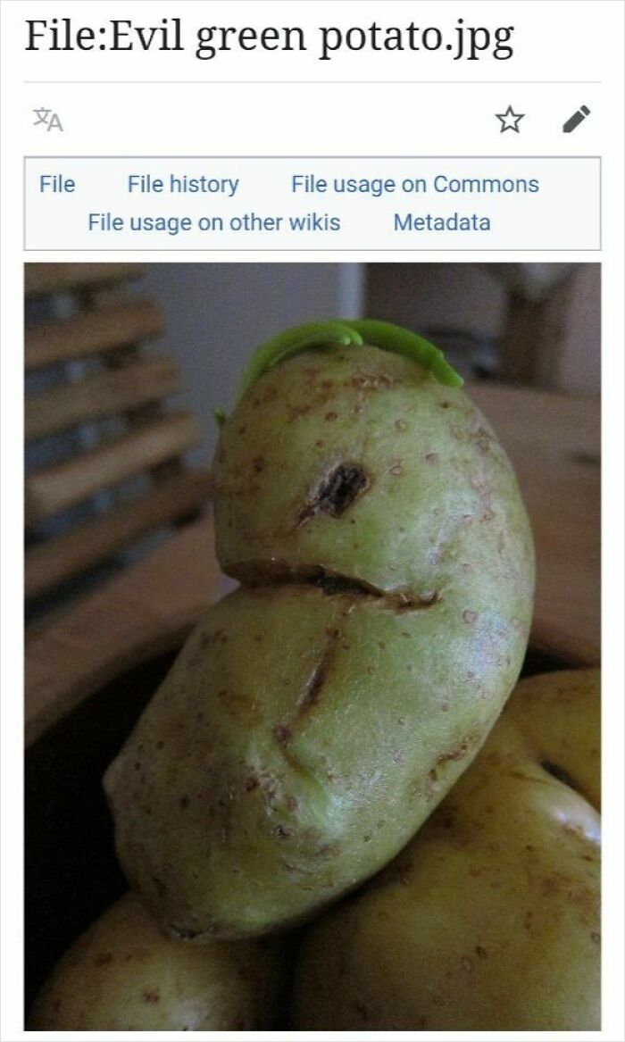 The Weirdest (and Funniest) Wikipedia Stuff You'll Wish You Knew Sooner