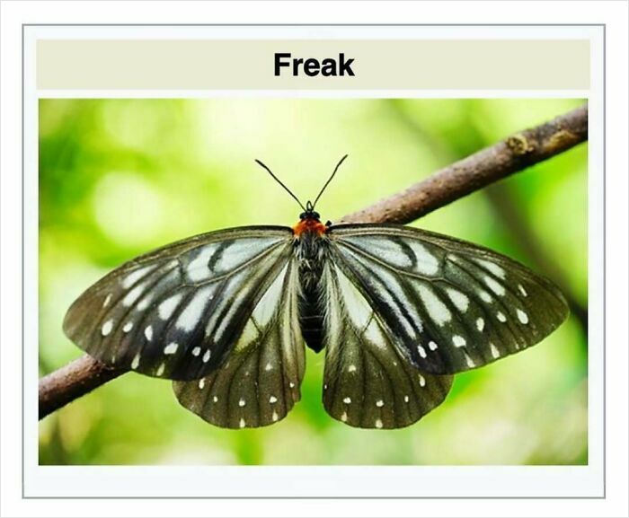 The Weirdest (and Funniest) Wikipedia Stuff You'll Wish You Knew Sooner