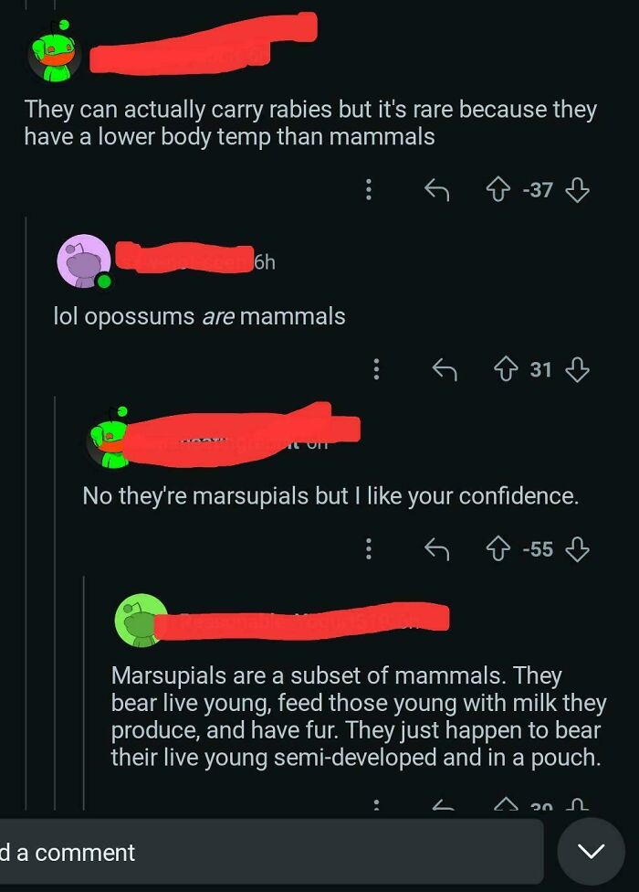 Silly Marsupial Mistakes Big Time