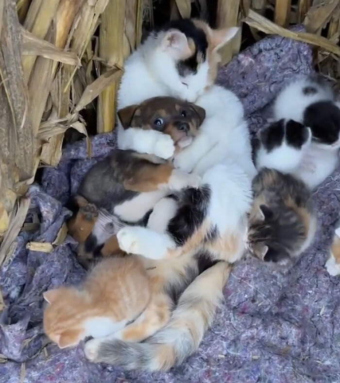 Momma Cat’s Love Is For Everyone