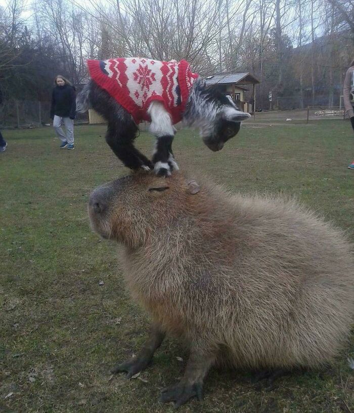 Goat Wearing a Coat Doing Tiny Taps on a Cap