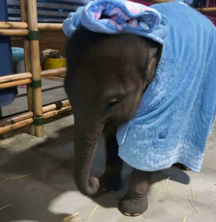 Baby Elephant Rocking a Blanket