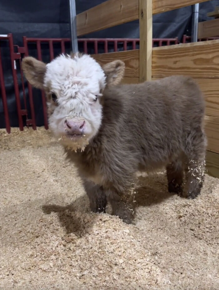 The Fluffy Highland Cow Baby