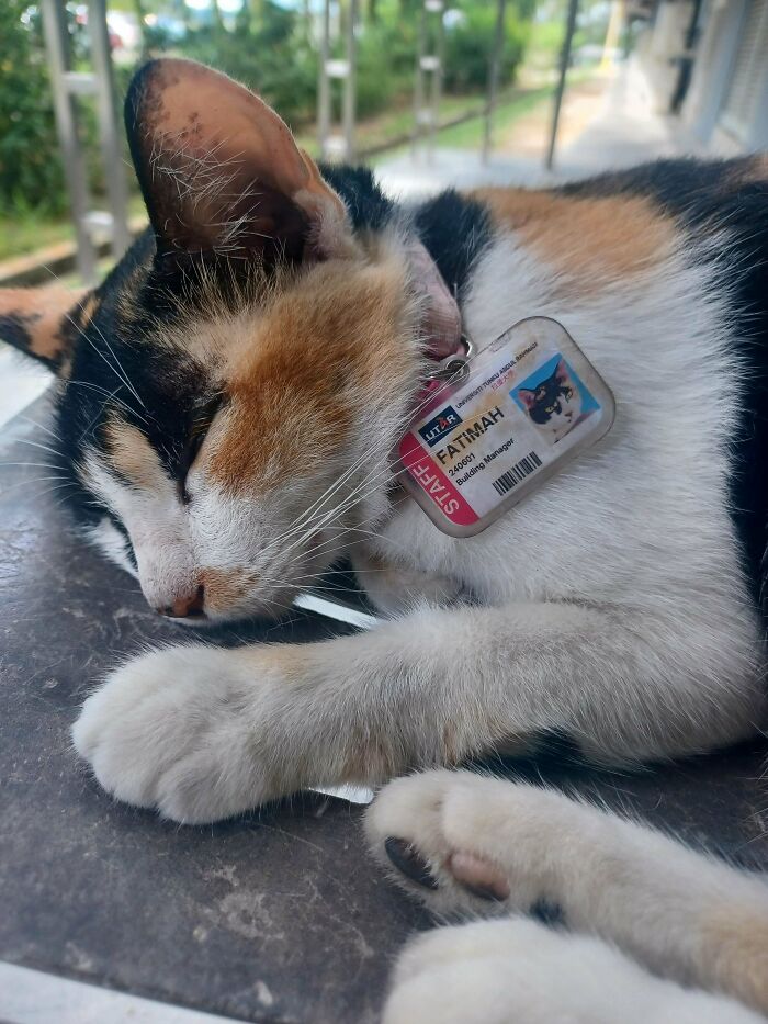 Campus Stray Cat Promoted to VIP Building Manager