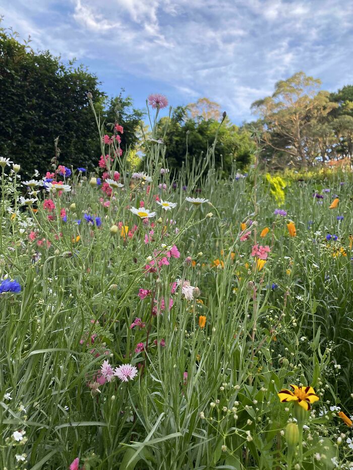 I Planted a Flower Meadow and It’s Blooming Magic