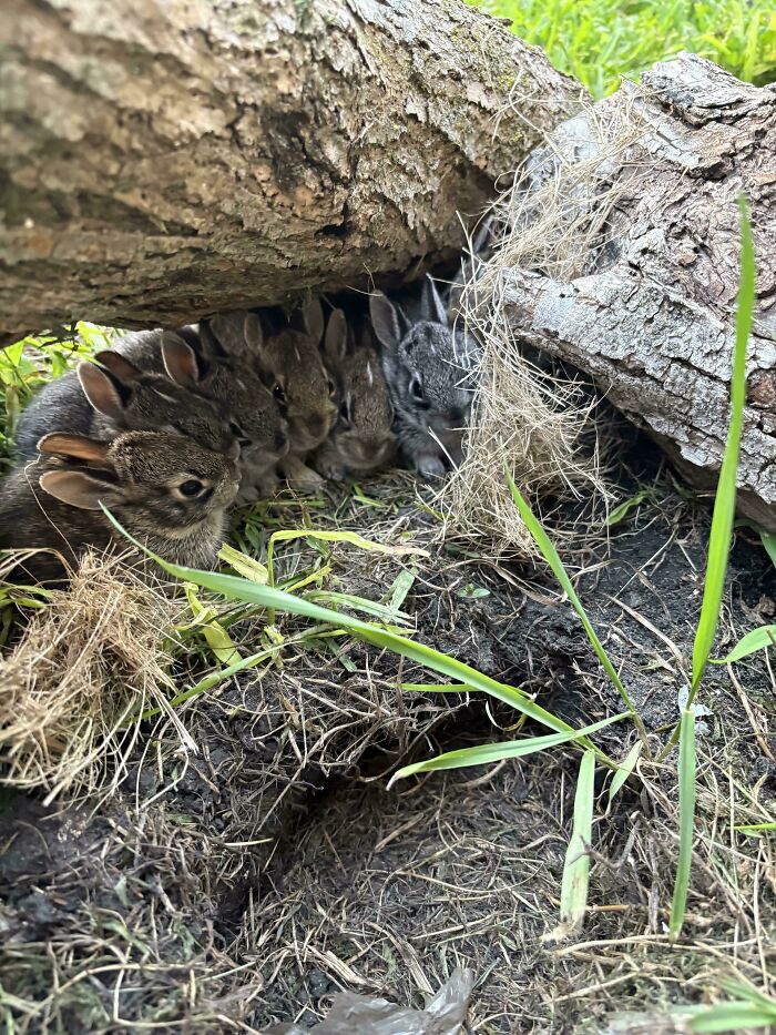 Just Hanging Out in My Backyard