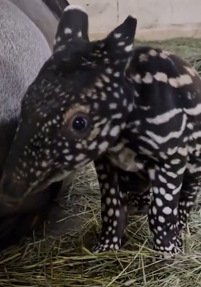 Meet the New Baby Malayan Tapir, a Zoo Historic First!