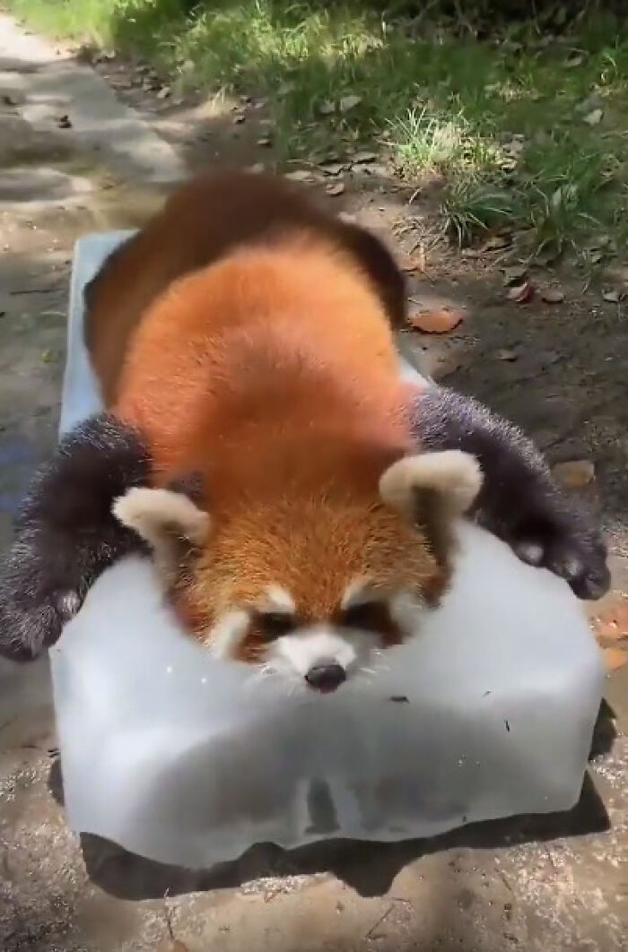 Red Panda’s Ice Slab Sploot is Peak Relaxation