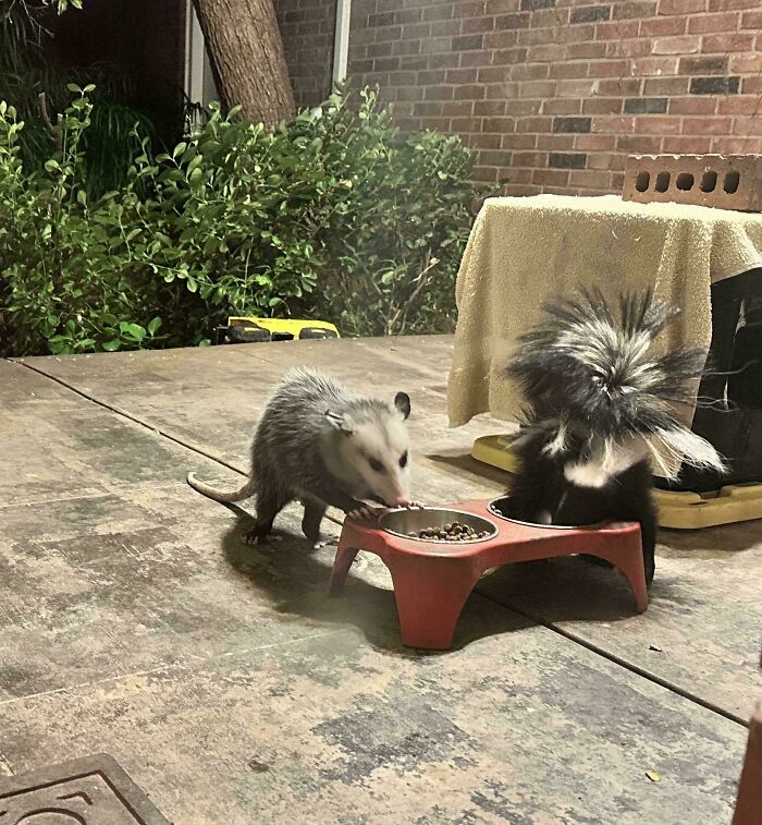 Feral Cat Buddies Show Up Together Every Day