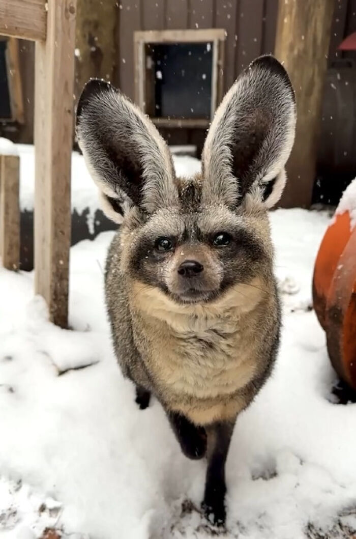 Meet Otis, the Bat-Eared Fox Extraordinaire