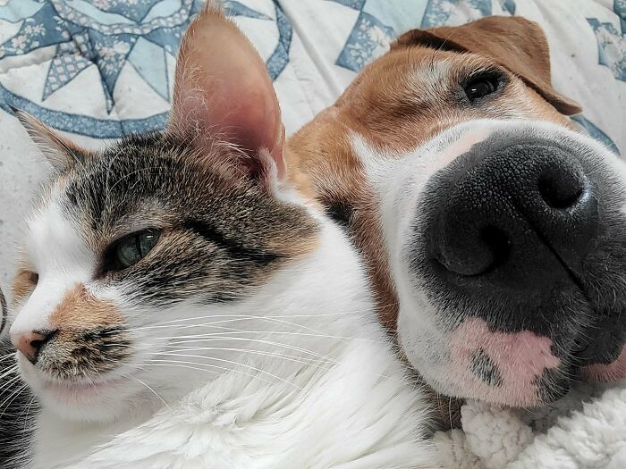 Feral Cat & Rescued Dog: Cuddle Buddies for Life