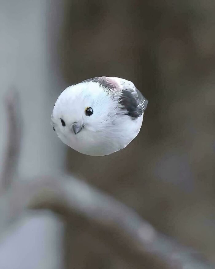 Tiny Long-Tailed Tit From Japan (Too Cute for Words)