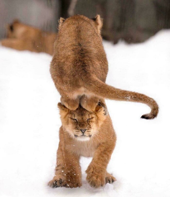 ‘He Ain’t Heavy, He’s My Bro’ in the Fuzziest Way