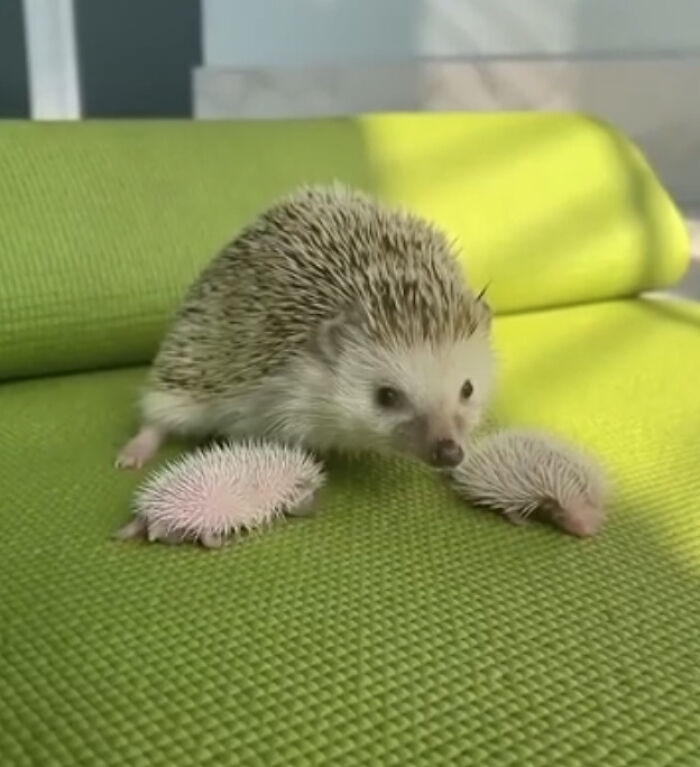Mama Hedgehog and Her Tiny Little Hoglets