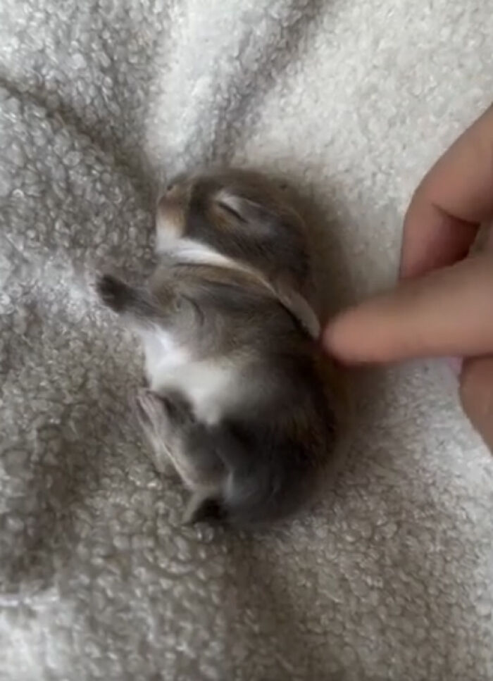 Meet the Smol Furry Bunny of Your Dreams
