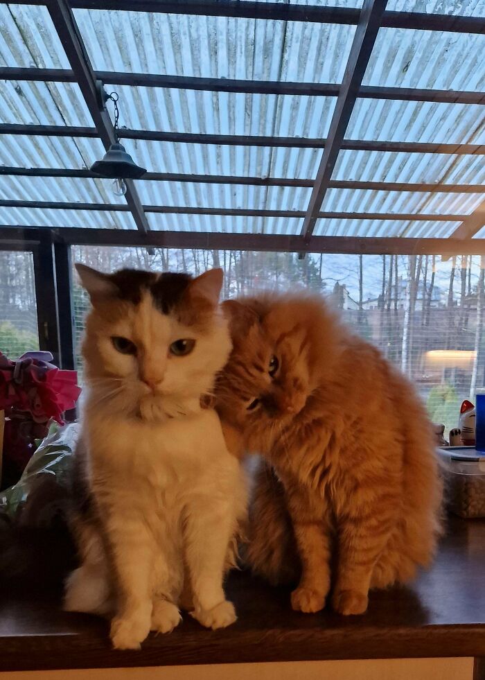 Nine Years of Togetherness — These Buddies Are Unbreakable