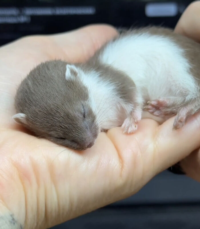 Tiny Baby Stoat, Giant Cute Factor