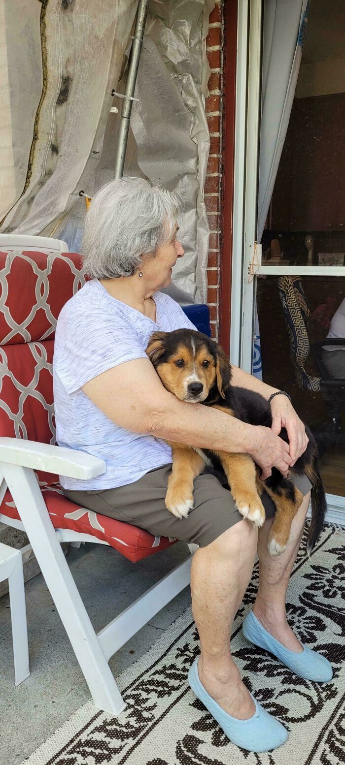 Grandma Said No Dogs, But Cutest Chaos Happened Anyway