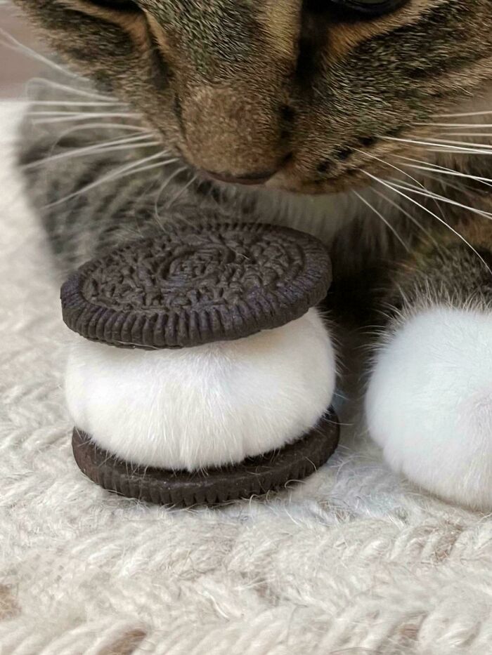 Cookie Paw: Too Adorable to Eat (But So Tempting)