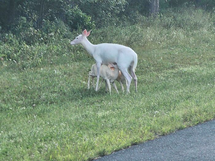 Albino Deer and Their Adorable Albino Babies in Wisconsin