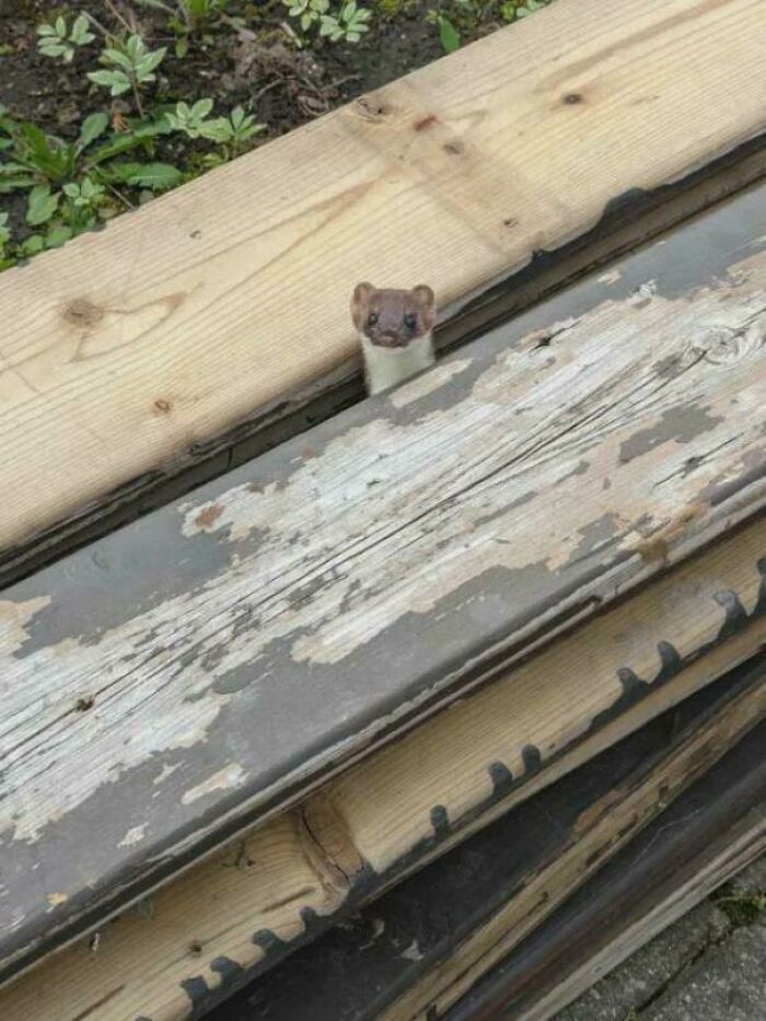 Little Guy Playing in My Spare Lumber, Living His Best Life