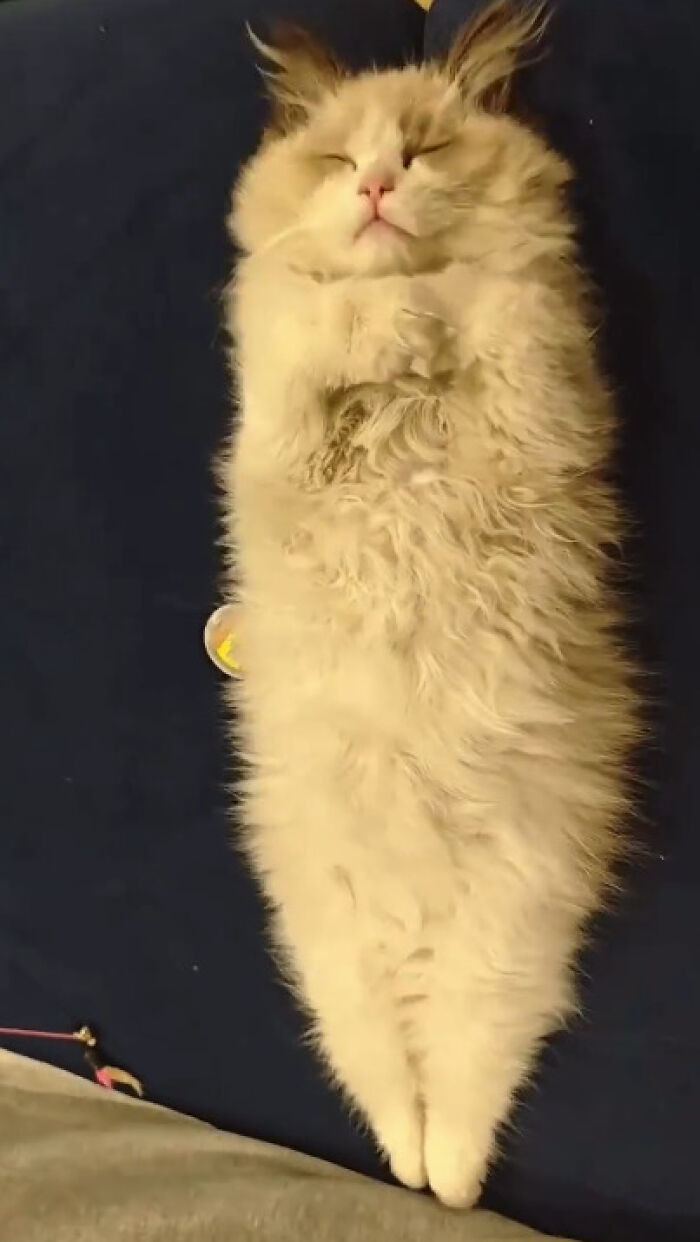 Nosfercatu: The Vampire Cat You Never Knew You Needed