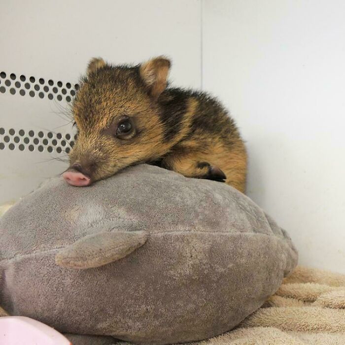 Baby Javelina Caught Comfy on a Pillow
