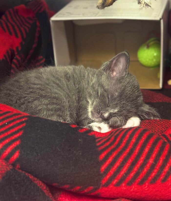 Shelter Vet Tech Caught a Coworker Napping—At Work!