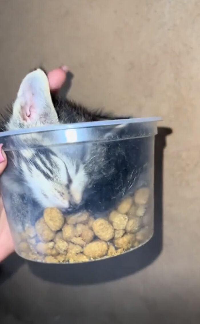Fell Asleep in the Food Container—Classic Move