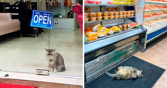Meet The Cats Who Totally Own Their Corner Stores