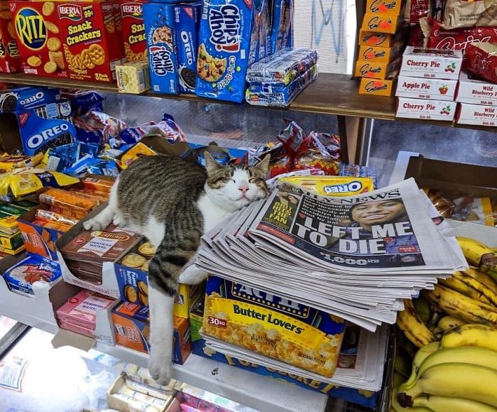 Meet The Cats Who Totally Own Their Corner Stores