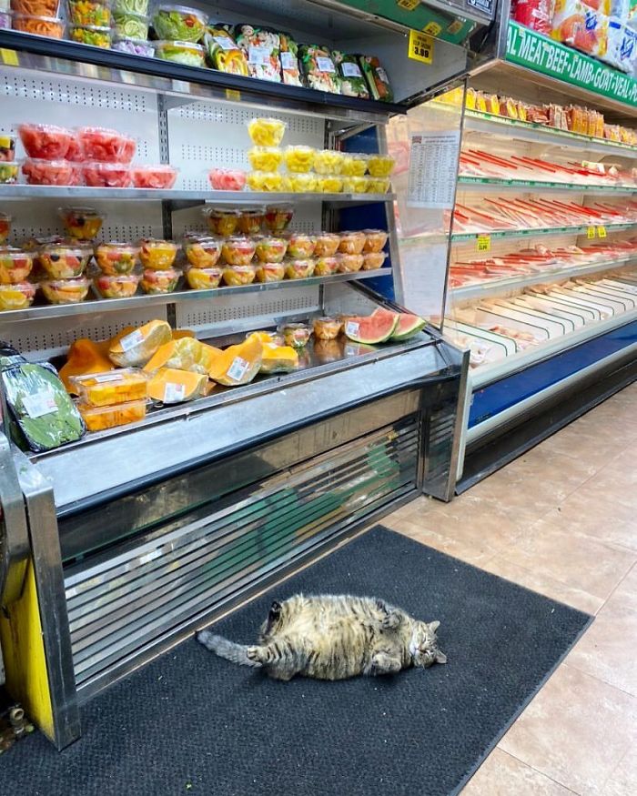Meet The Cats Who Totally Own Their Corner Stores