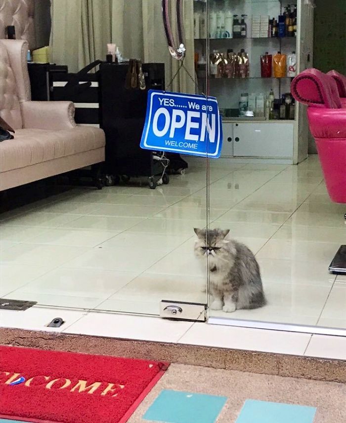 Meet The Cats Who Totally Own Their Corner Stores