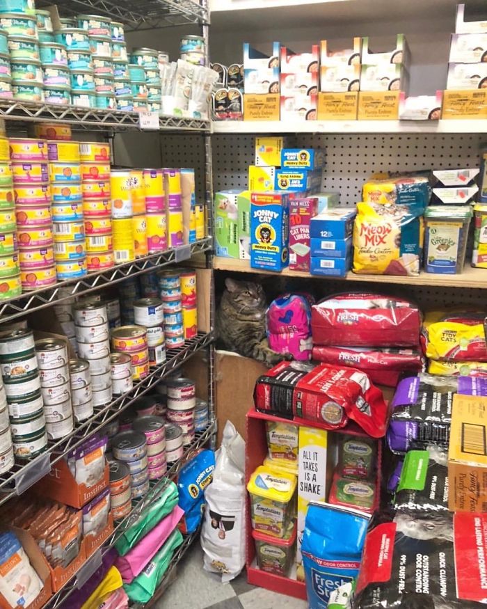Meet The Cats Who Totally Own Their Corner Stores