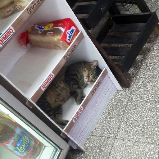 Meet The Cats Who Totally Own Their Corner Stores