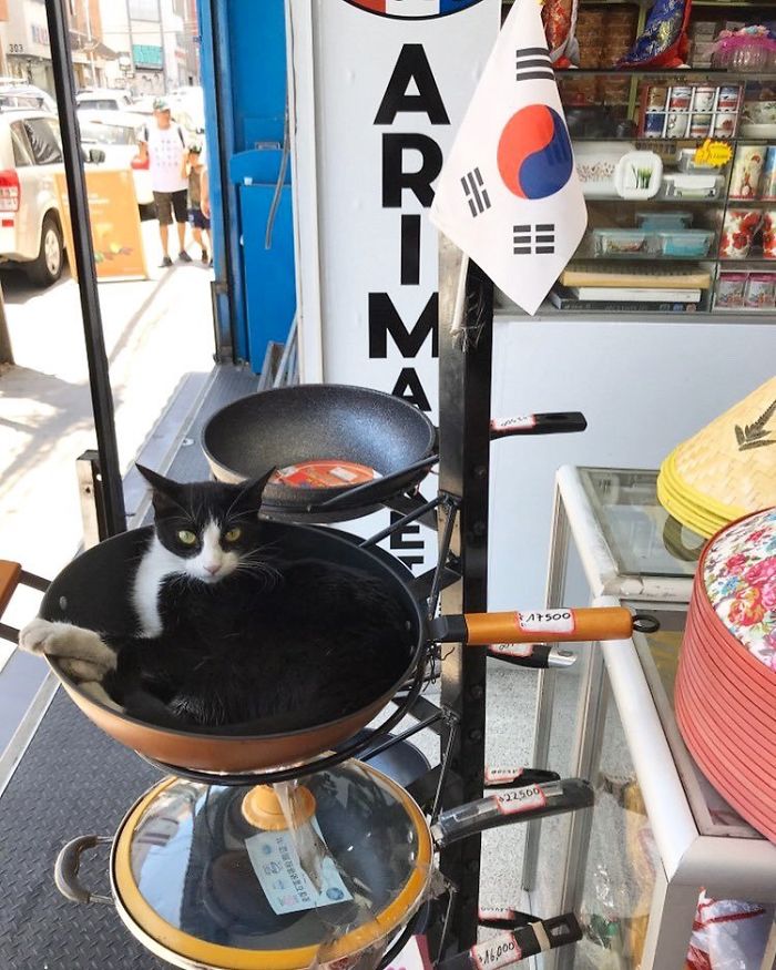 Meet The Cats Who Totally Own Their Corner Stores