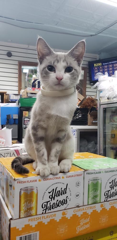 Meet The Cats Who Totally Own Their Corner Stores